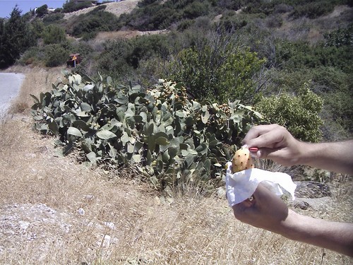 die Kaktusfeige mit ihren fiesen kleinen Stacheln